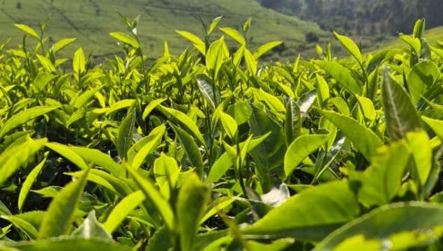 Untitled design (53)